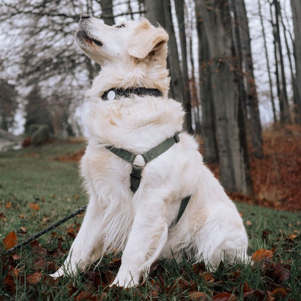 Lippa Hundehalsbånd med AirTag Deksel - Large - Svart
